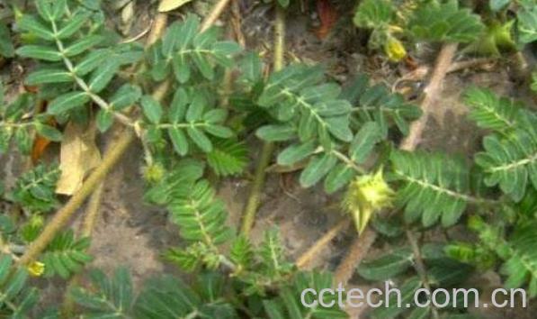 蒺藜的功效与作用及药用价值-0