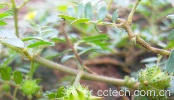 蒺藜的功效与作用及药用价值-1