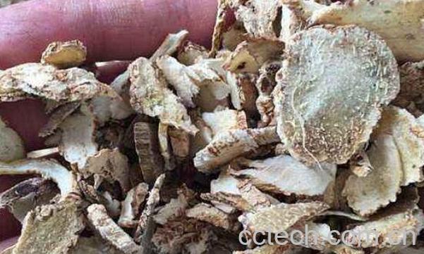  白及的作用与功效-0