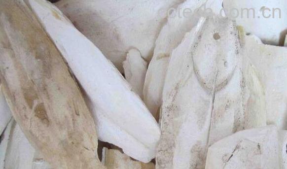 乌贼骨的功效与作用及食用方法-0