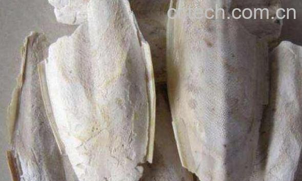 乌贼骨的功效与作用及食用方法-1