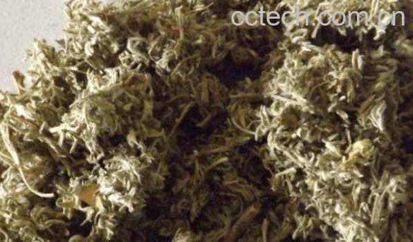 茵陈的功效与作用 茵陈的营养价值-0