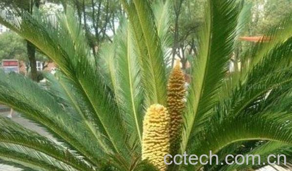 铁树叶煮水有什么用 铁树叶泡水喝会中毒吗-1