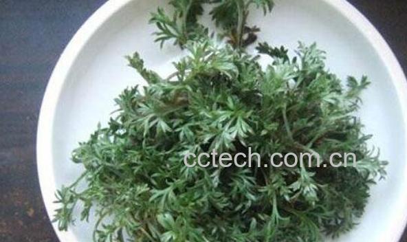 茵陈的功效与作用 茵陈的营养价值-1