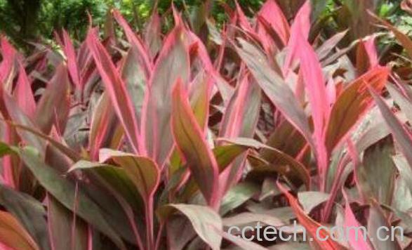 红铁树叶的功效与作用-0