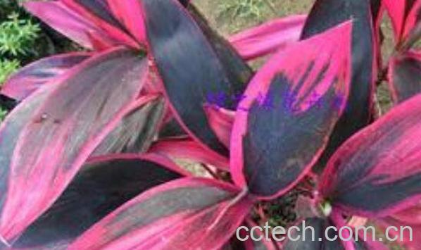 红铁树叶的功效与作用-1