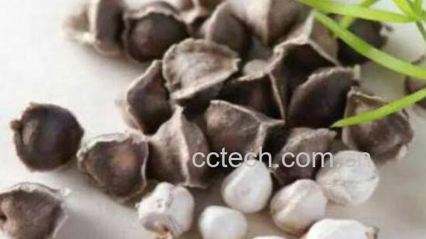 辣木籽和辣木叶的区别-0