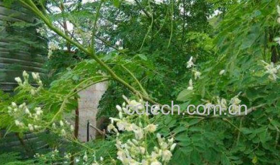 辣木籽和辣木叶的区别-1