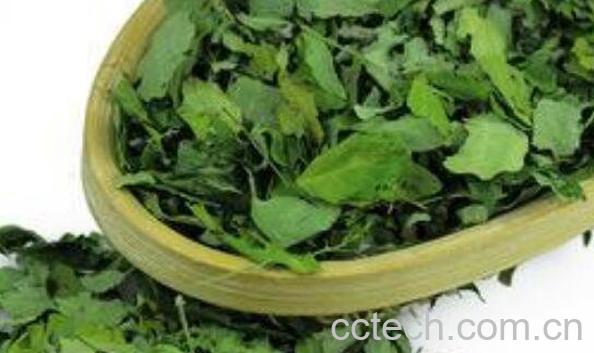 辣木叶可以泡水喝吗 辣木叶泡水的功效与作用-1