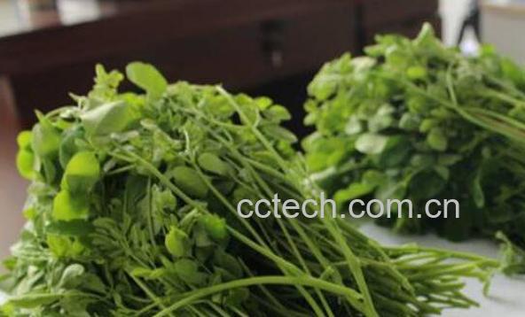 辣木叶可以泡水喝吗 辣木叶泡水的功效与作用-0