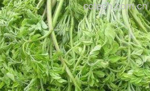 辣木叶片的功效及作用-1