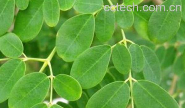 辣木叶片的功效及作用-0