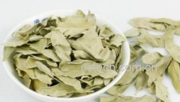 罗布麻叶能泡水喝吗 罗布麻叶泡水喝方法-1