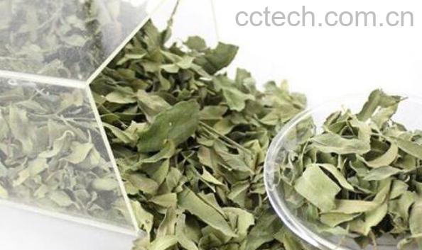 罗布麻叶泡水喝的功效 罗布麻叶泡水副作用-0