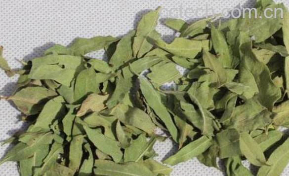 罗布麻叶的功效和作用 罗布麻叶的副作用-1