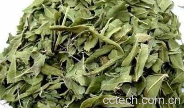 罗布麻叶的功效和作用 罗布麻叶的副作用-0