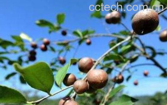 茶籽洗头功效与作用-0