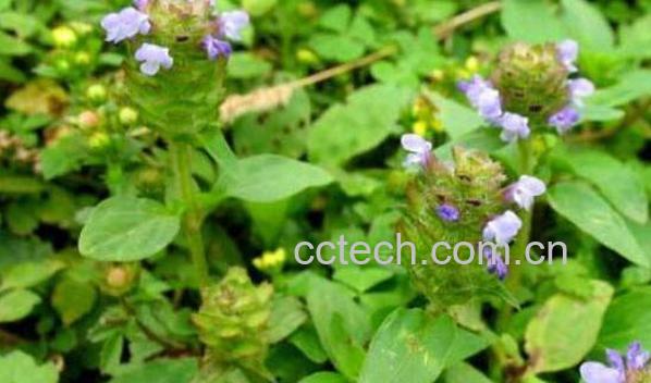 夏枯草叶的护肤功效 如何用夏枯草叶护肤-1