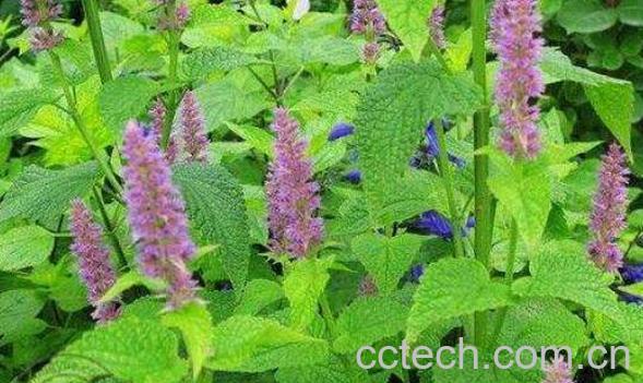 夏枯草叶的护肤功效 如何用夏枯草叶护肤-0