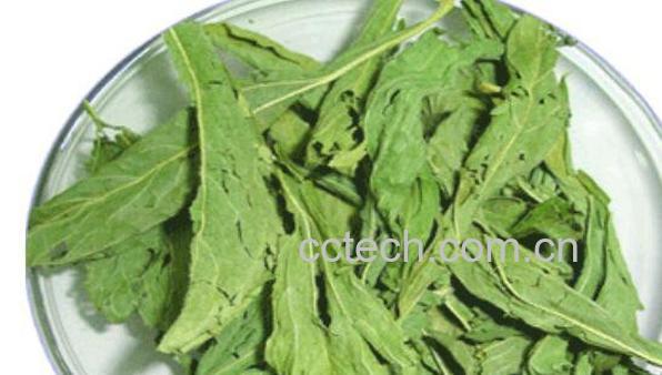 甜菊叶的功效与作用 甜菊叶的副作用-0