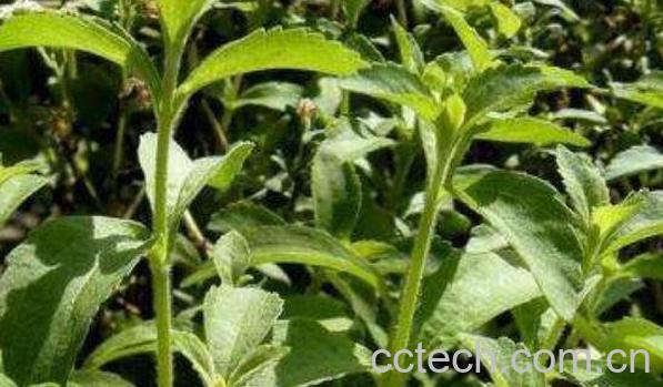 甜菊叶的功效与作用 甜菊叶的副作用-1
