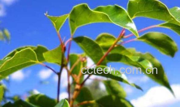 香樟叶的功效与作用 香樟叶的药用价值-0