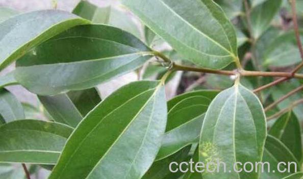 香樟叶的功效与作用 香樟叶的药用价值-1