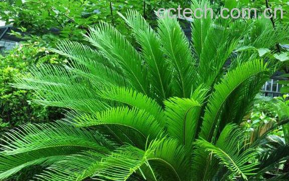 铁树叶的功效与作用 铁树叶的副作用-0