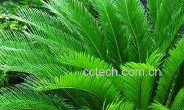 铁树叶的功效与作用 铁树叶的副作用-1