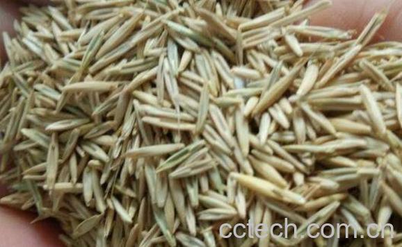 草籽的功效与作用-0