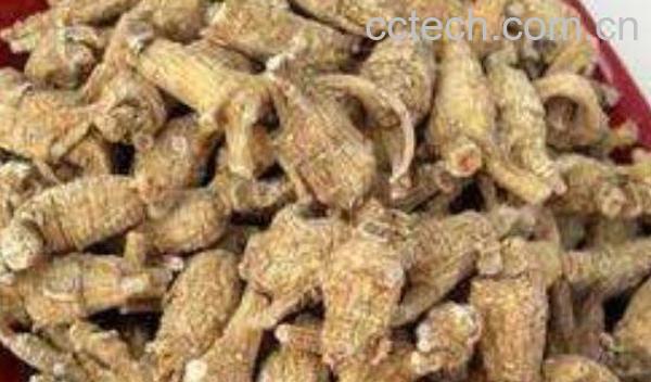 花旗参的功效与作用-0