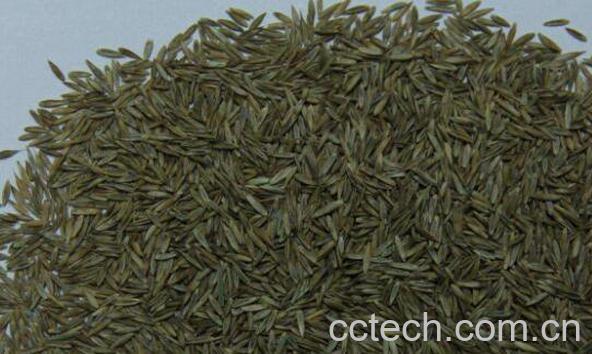 草籽的功效与作用-1