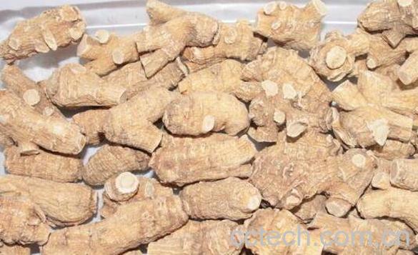 花旗参的功效与作用-1