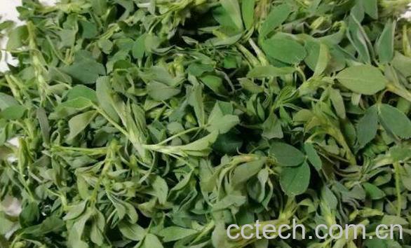 草籽菜是什么 草籽菜有什么功效-0