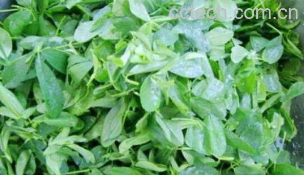 草籽菜是什么 草籽菜有什么功效-1
