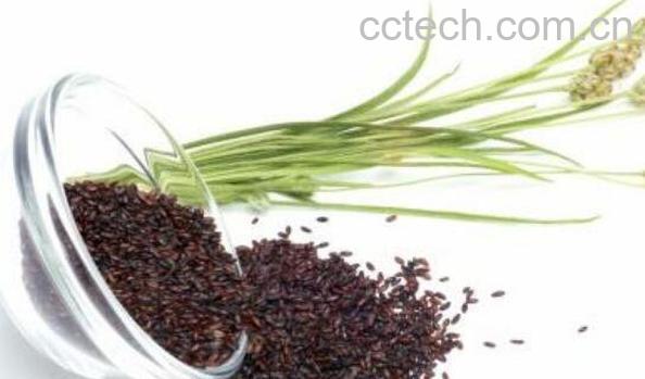 车前子壳粉的食用方法 吃车前子壳粉的好处-0