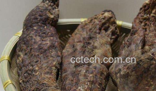 肉苁蓉怎么泡酒 肉苁蓉泡酒要注意哪些-0