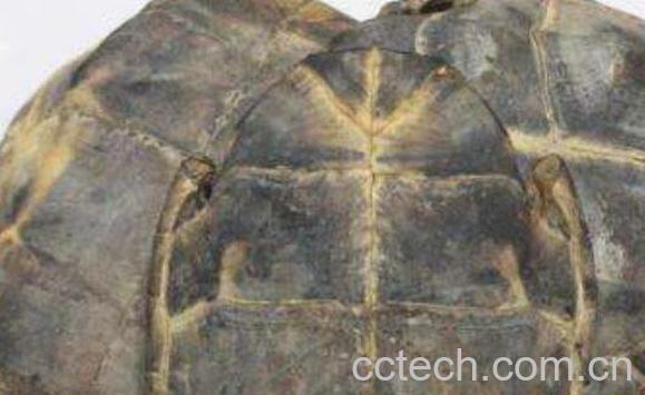 鳖甲可以泡酒么 鳖甲泡酒方法-1