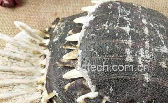 鳖甲可以泡酒么 鳖甲泡酒方法-0