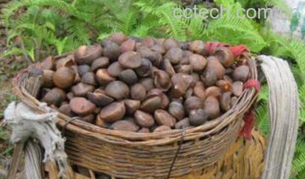 茶籽壳煲水有什么作用-1