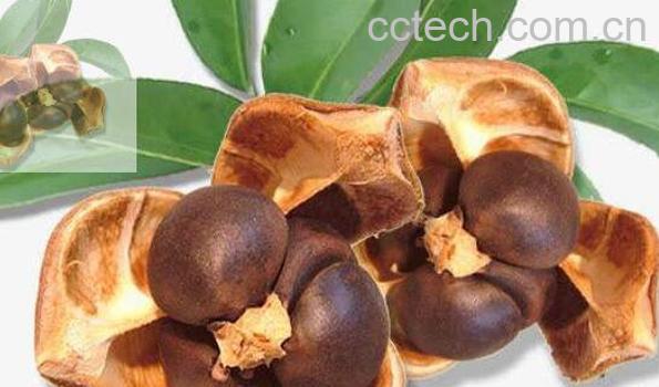 茶籽芯的功效与作用-0