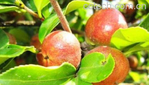 茶籽芯的功效与作用-1