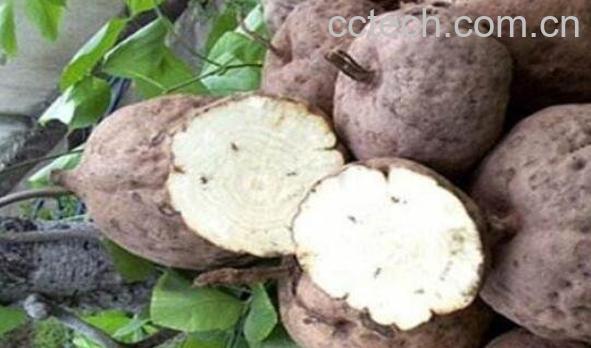  野葛根的作用与功效-0