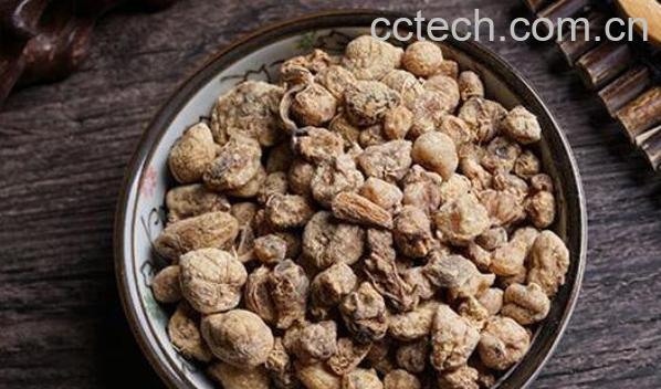 中药山慈姑的功效与作用-0