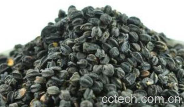 刺五加籽泡水喝的功效和禁忌-0