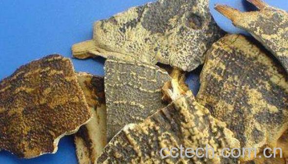 中药鳖甲的功效与作用-0