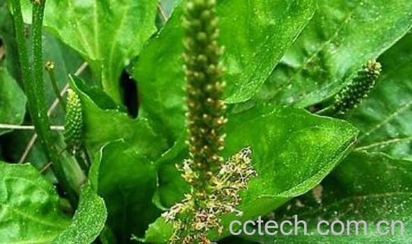 车前草泡水喝的功效与禁忌-0