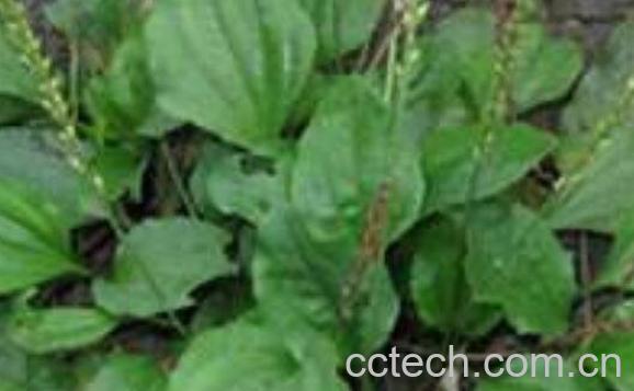 车前草泡水喝的功效与禁忌-1