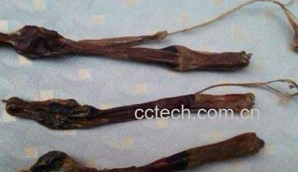 海狗肾的功效与作用及药用价值-1