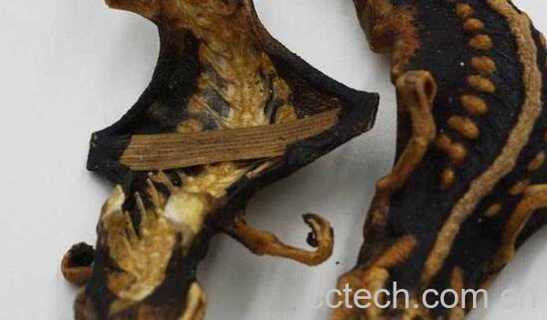 海狗泡酒的功效与作用-0